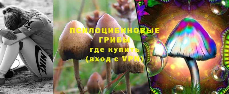 Галлюциногенные грибы Psilocybe  мориарти Telegram  Киреевск 